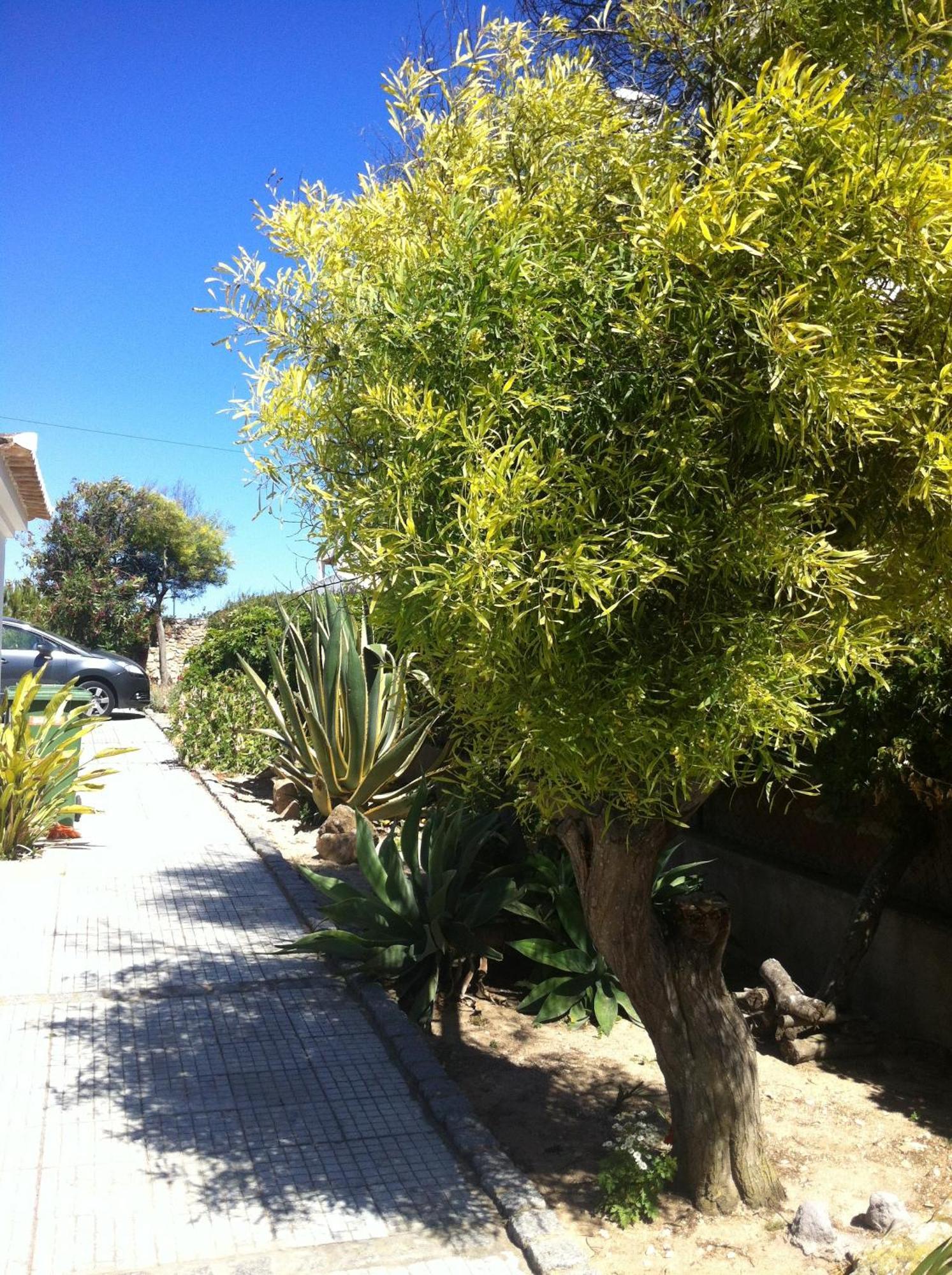 Casa Do Cabo De Santa Maria Hotel Sagres Ngoại thất bức ảnh